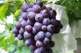 网红吃瓜葡萄是真的吗知乎,是真是假？