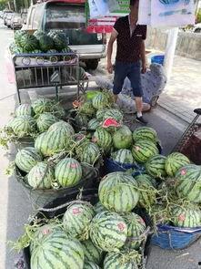 茂名网红吃瓜事件,揭秘网络舆论的风暴与真相