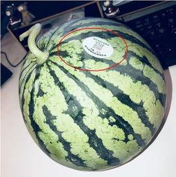 网红吃瓜劲爆,劲爆爆料，揭秘娱乐圈幕后真相